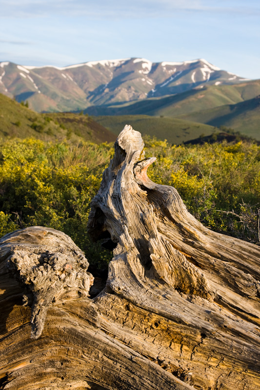 Dead Limber Pine